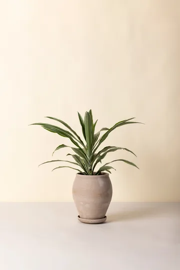 Delphi pot with saucer, 2 pieces - Grey, Ø22 cm, tall - Bergs Potter