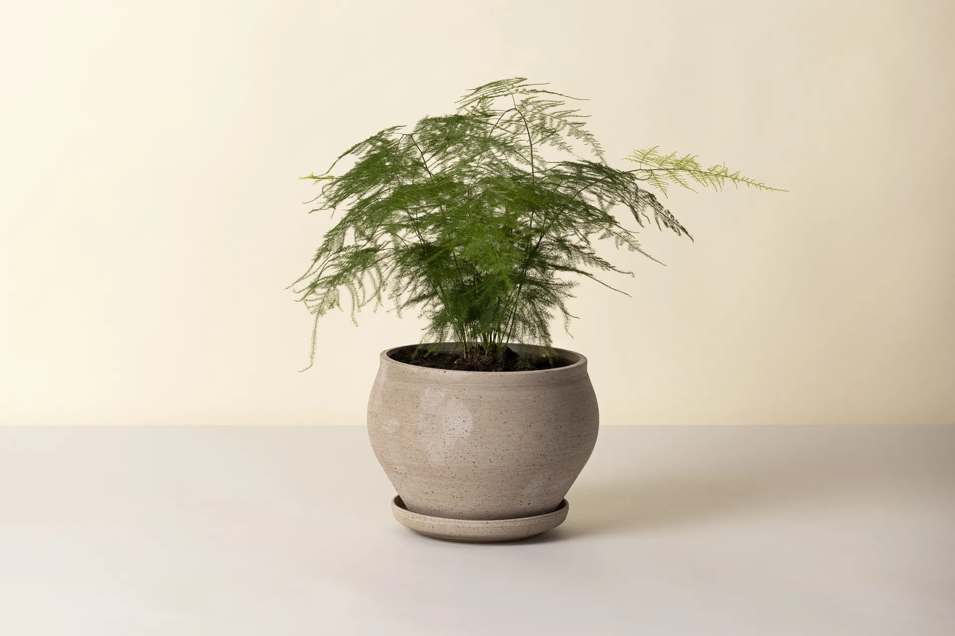 Delphi pot with saucer, 2 pieces, Grey, Ø24 cm, low Bergs Potter