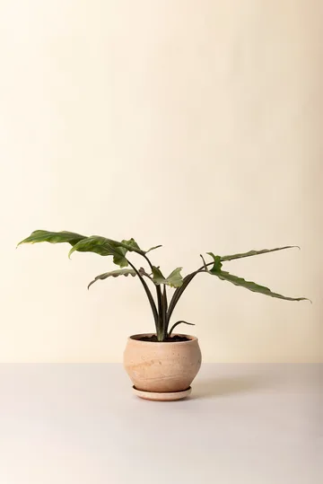 Delphi pot with saucer, 2 pieces - Pink, Ø24 cm, low - Bergs Potter