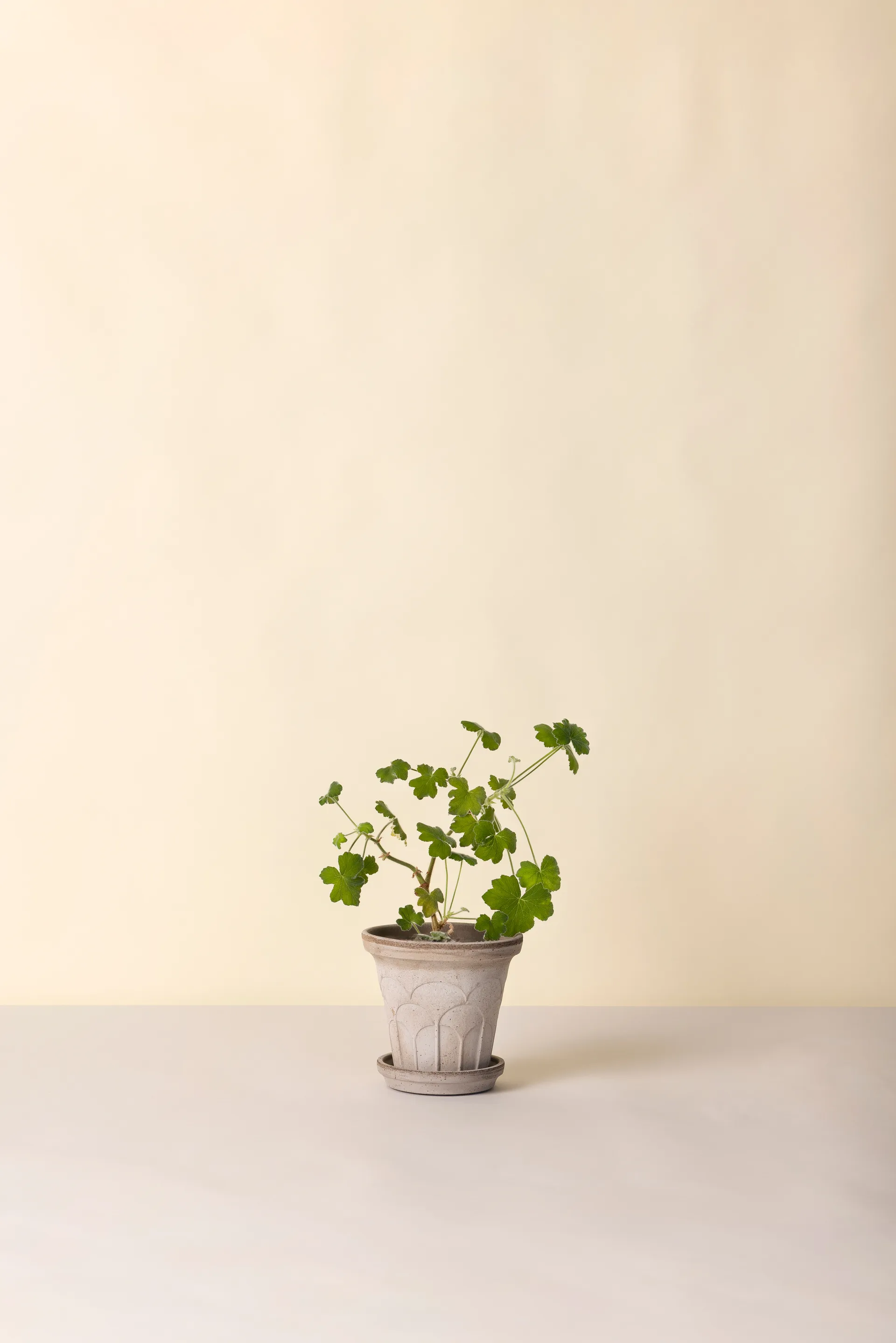 Fleur pot with saucer, 2 pieces, Grey, Ø16 cm Bergs Potter