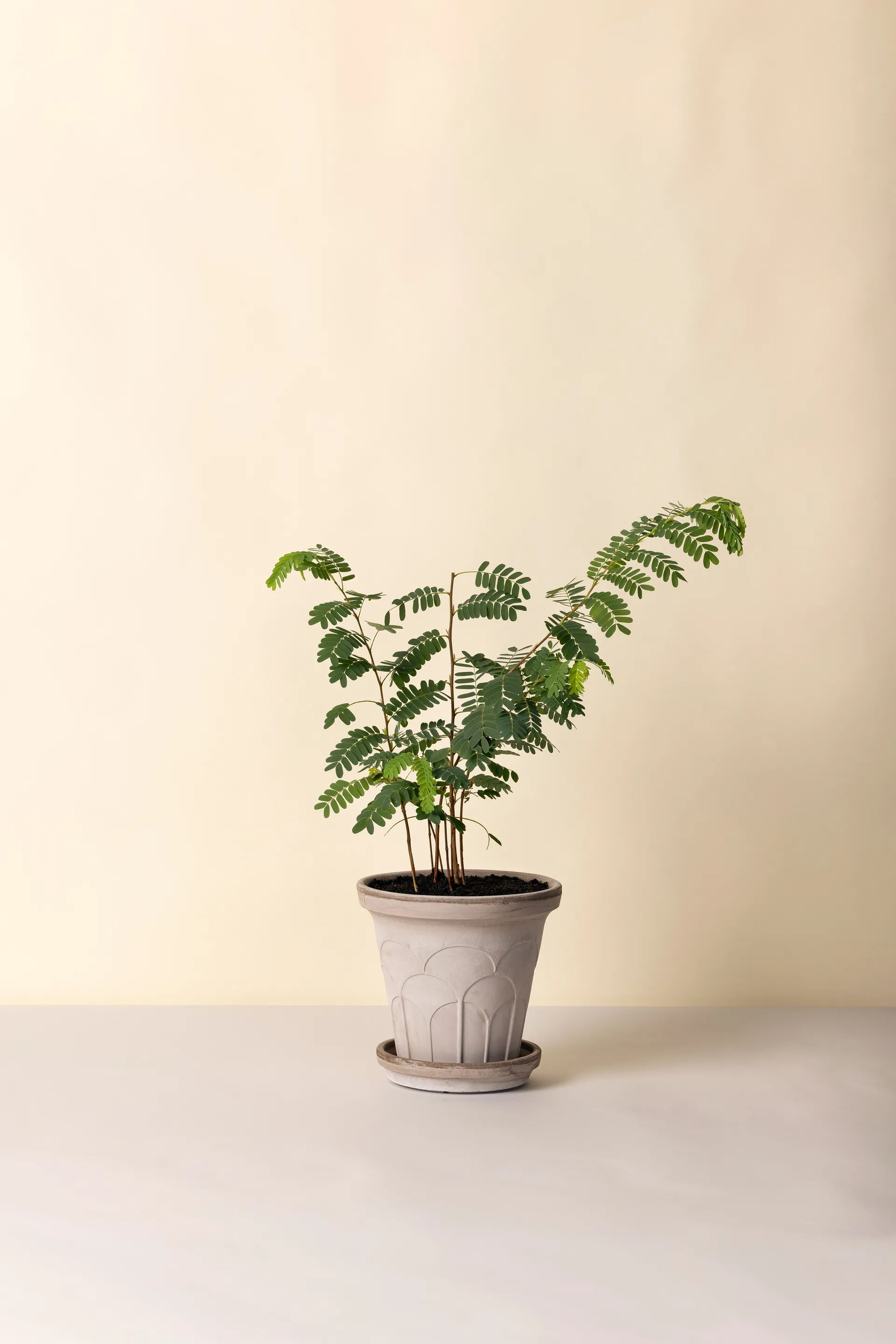 Fleur pot with saucer, 2 pieces, Grey, Ø21 cm Bergs Potter