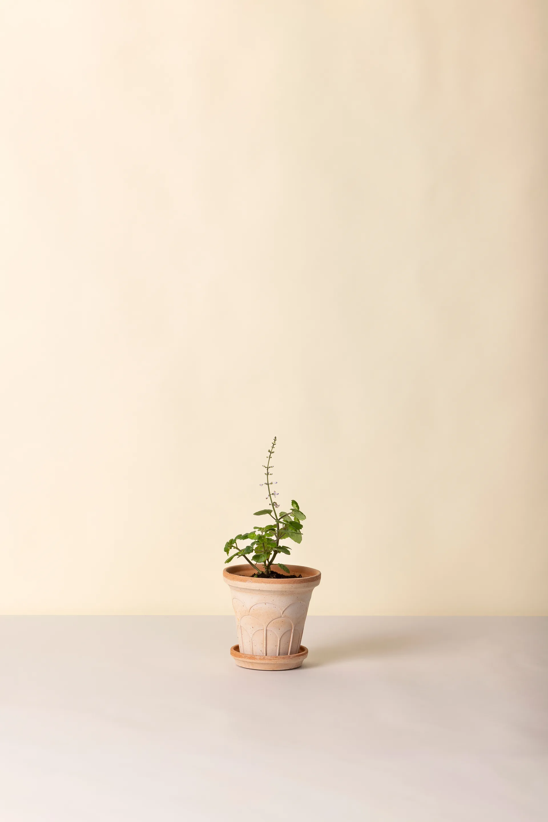 Fleur pot with saucer, 2 pieces, Pink, Ø14 m Bergs Potter