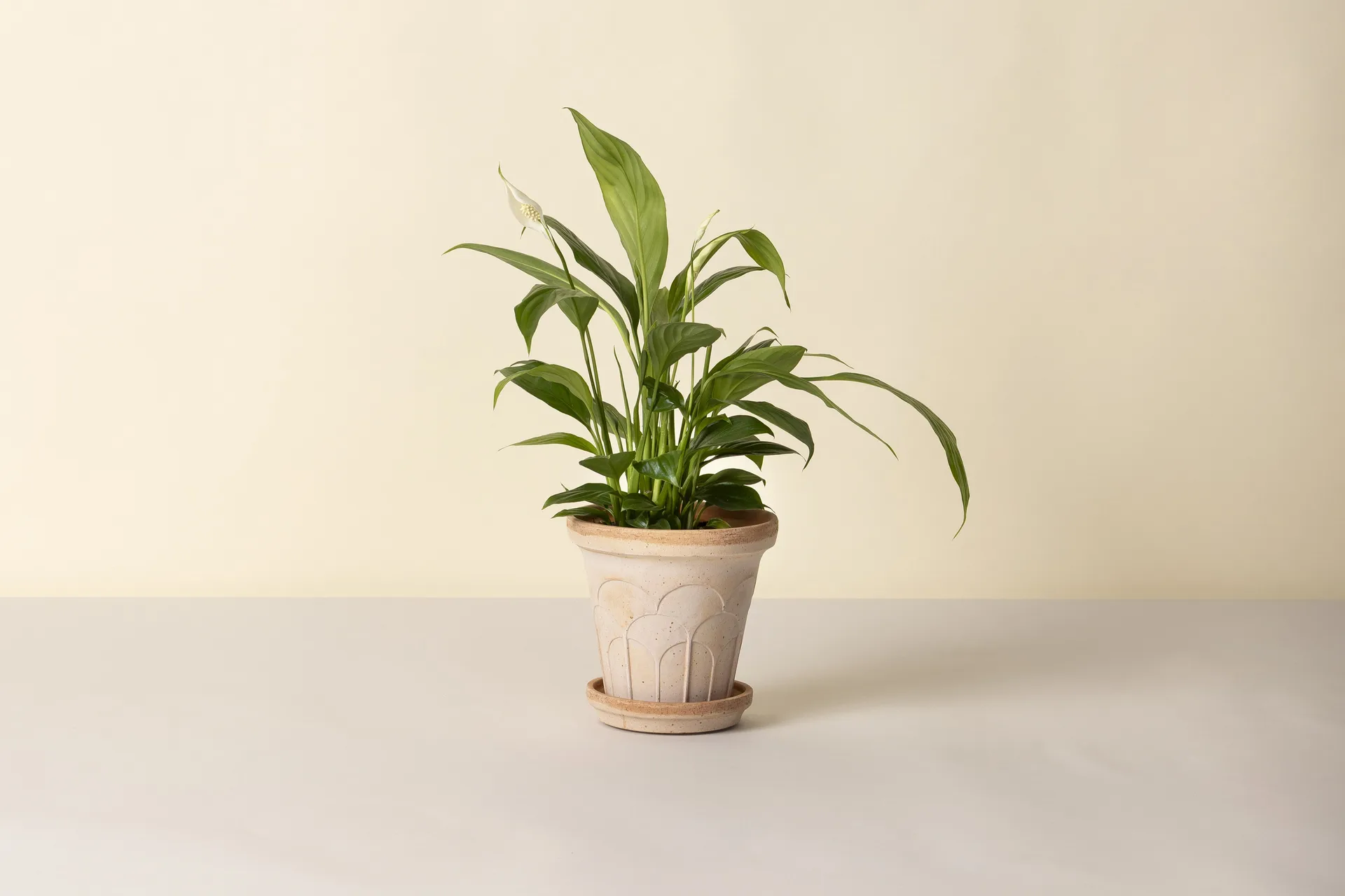 Fleur pot with saucer, 2 pieces, Pink, Ø16 cm Bergs Potter