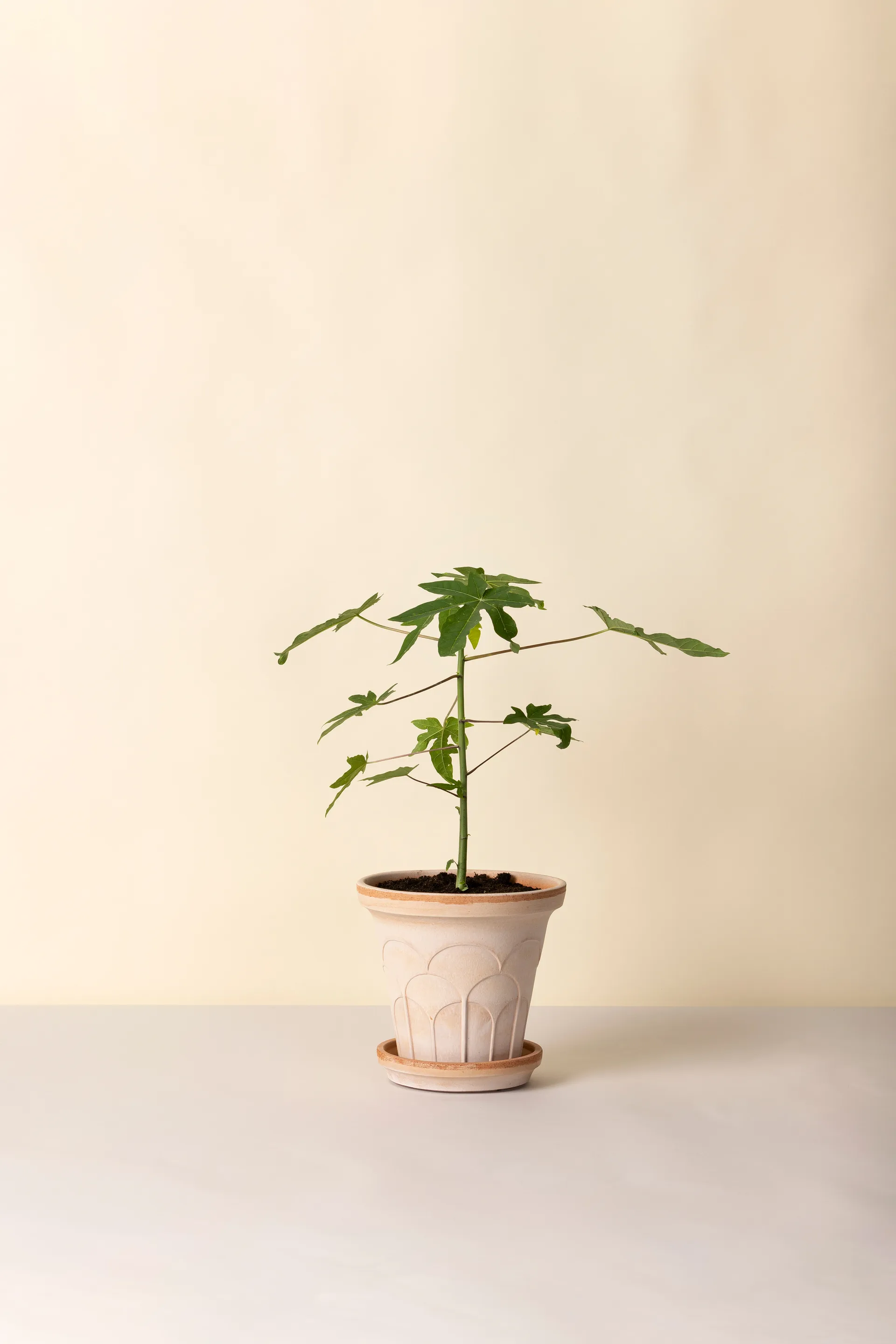 Fleur pot with saucer, 2 pieces, Pink, Ø21 cm Bergs Potter