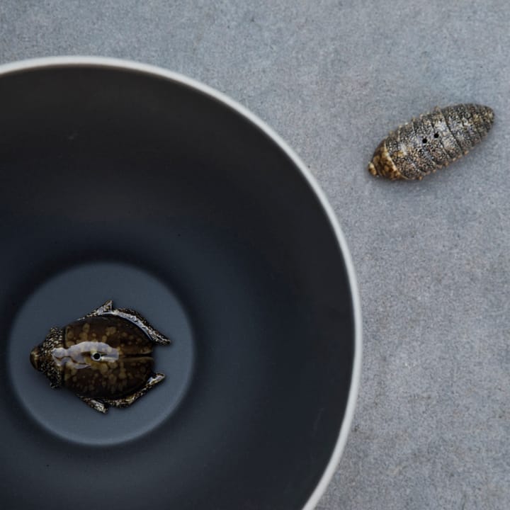 Salt- & pepper shaker beetles, brown Byon