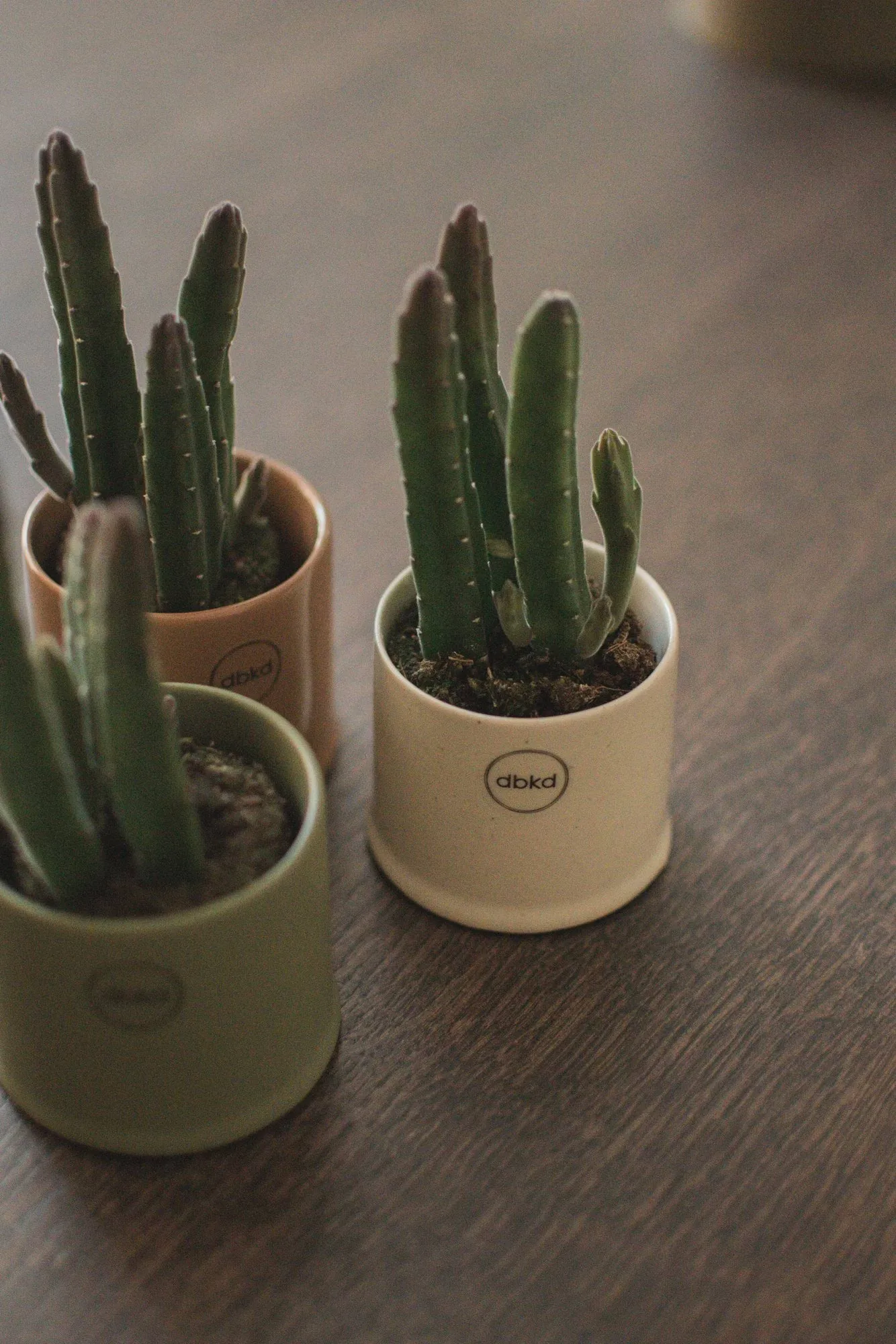Astillbe pot, Vanilla, small, Ø7x6 cm DBKD