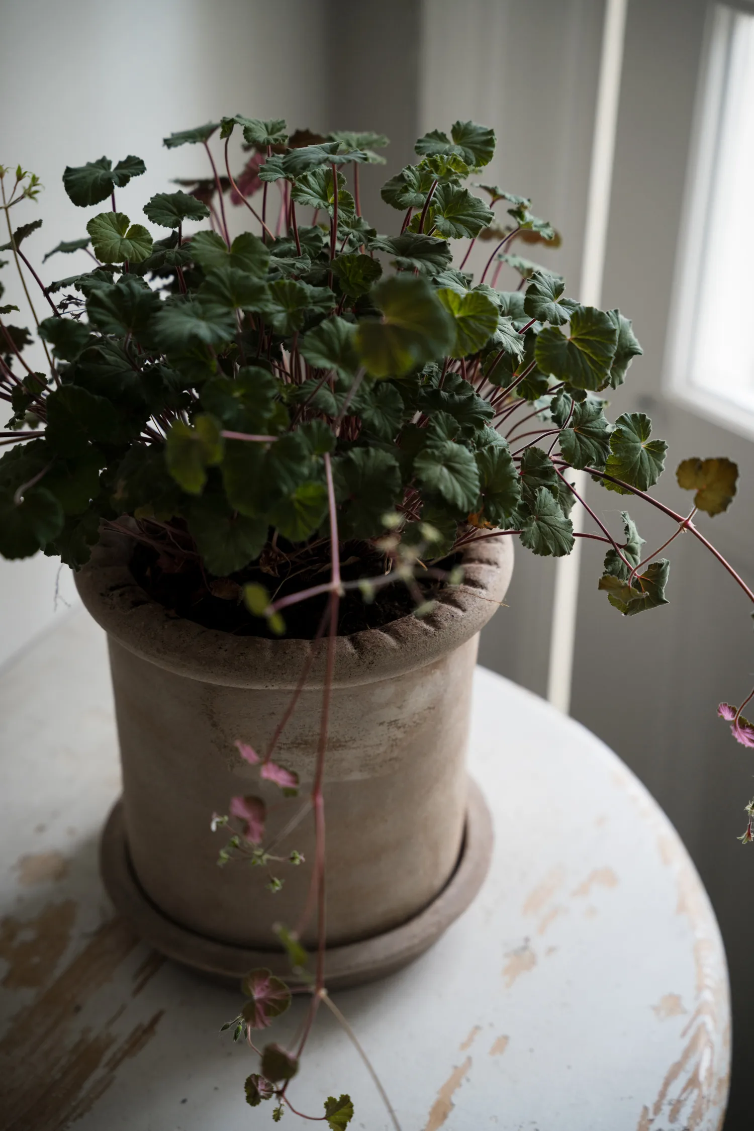 Ernst terracotta pot with saucer, Ø20x20 cm ERNST