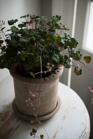 Ernst terracotta pot with saucer - Ø20x20 cm - ERNST