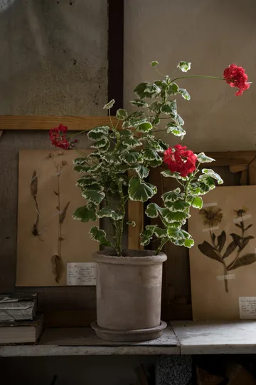 Ernst terracotta pot with saucer - Ø20x20 cm - ERNST