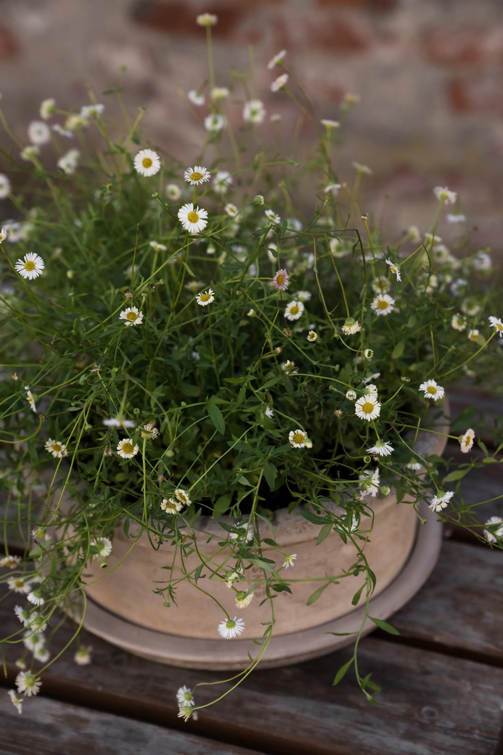 Ernst terracotta pot with saucer, Ø33x12 cm ERNST