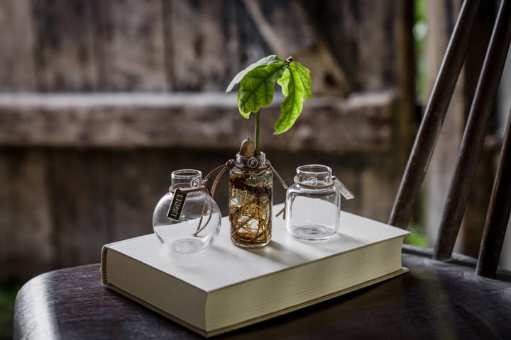 Ernst vase gift set 3 pieces, Clear ERNST