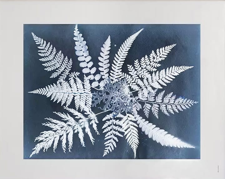 Fern star poster - 40x50 cm - Fine Little Day