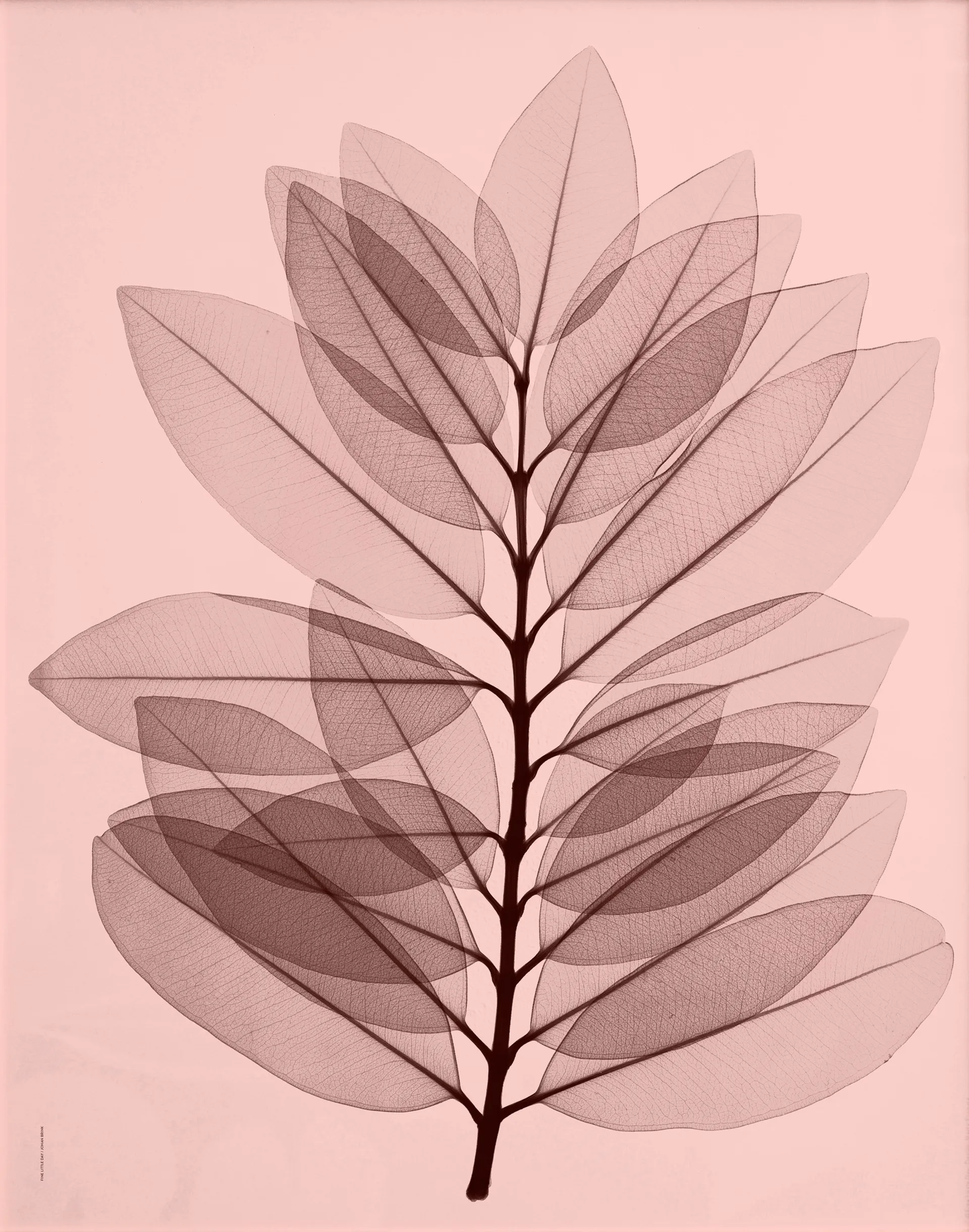 Metrosideros excelsa poster, 40x50 cm Fine Little Day