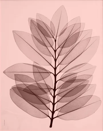 Metrosideros excelsa poster - 40x50 cm - Fine Little Day