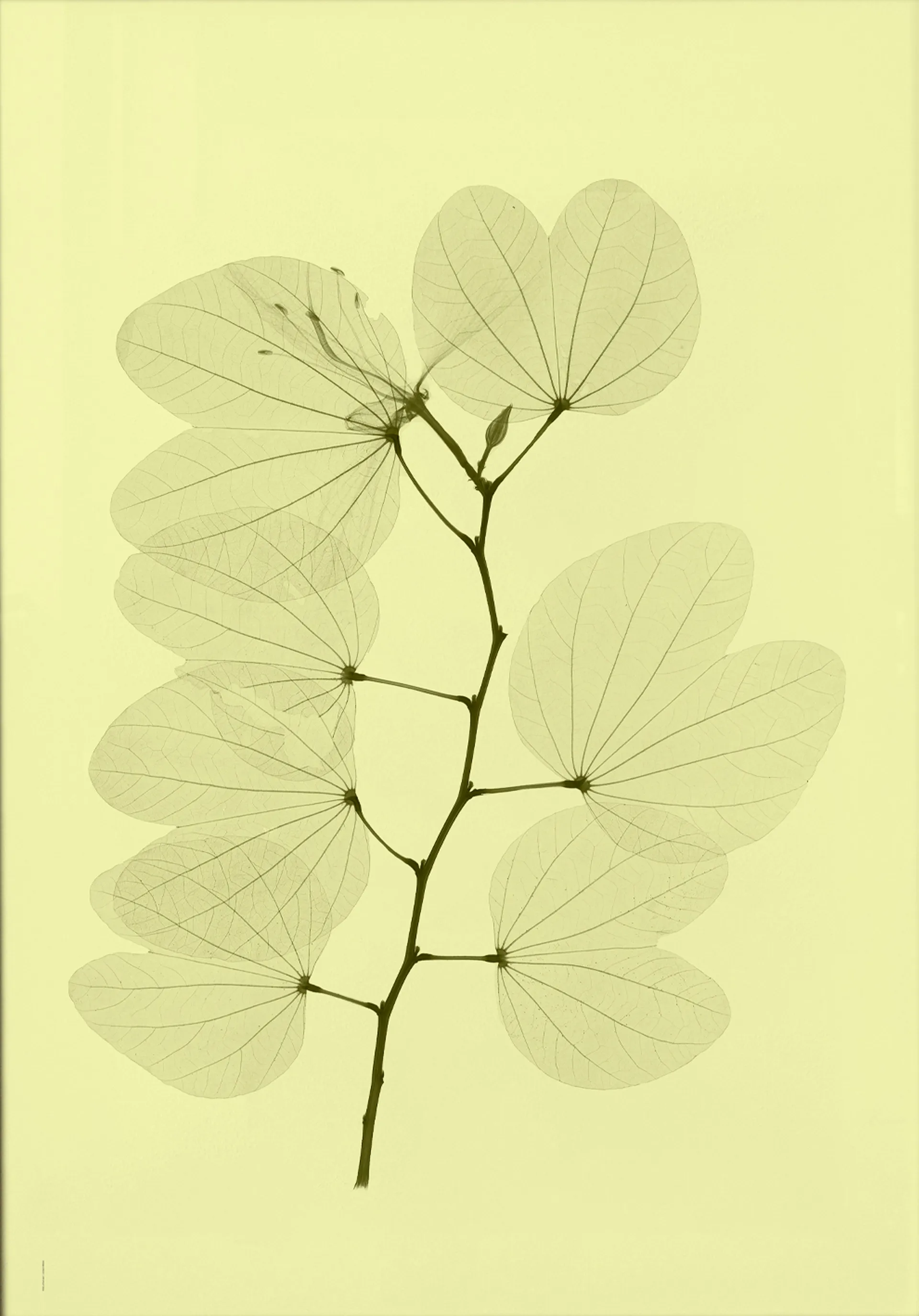 Orchid bauhinia poster, 70x100 cm Fine Little Day