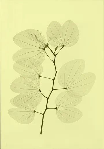 Orchid bauhinia poster - 70x100 cm - Fine Little Day