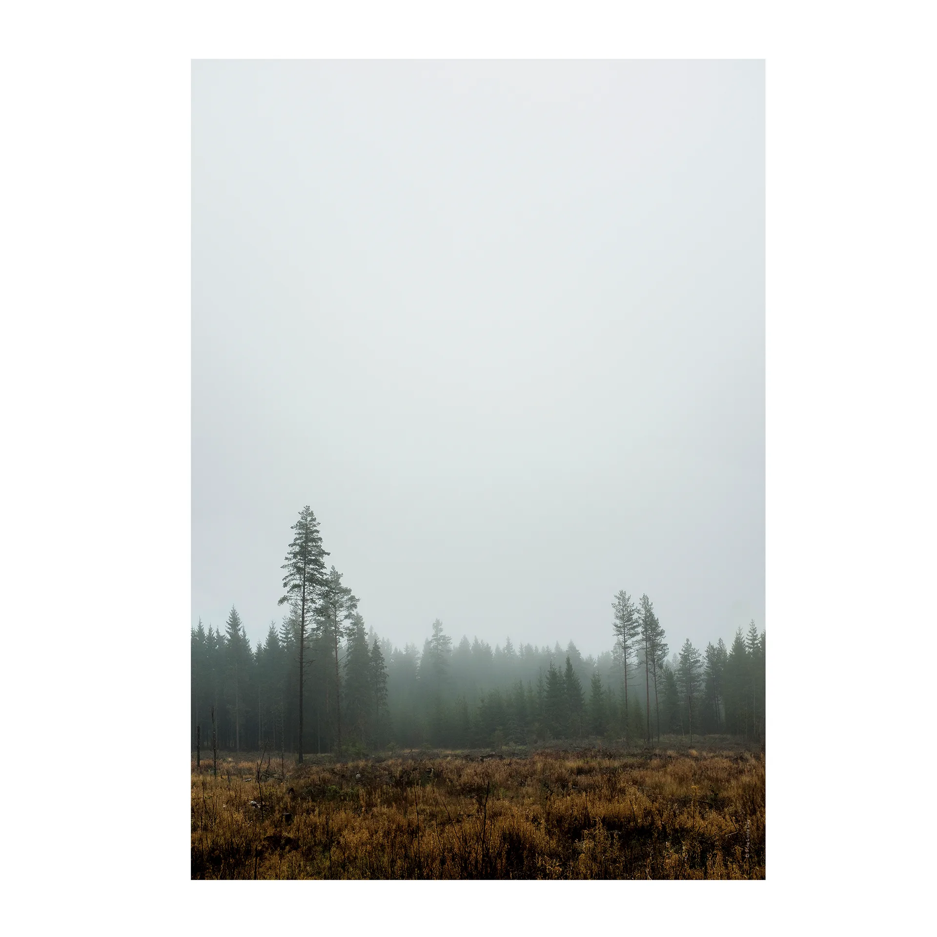 Skog poster, 70x100 cm Fine Little Day
