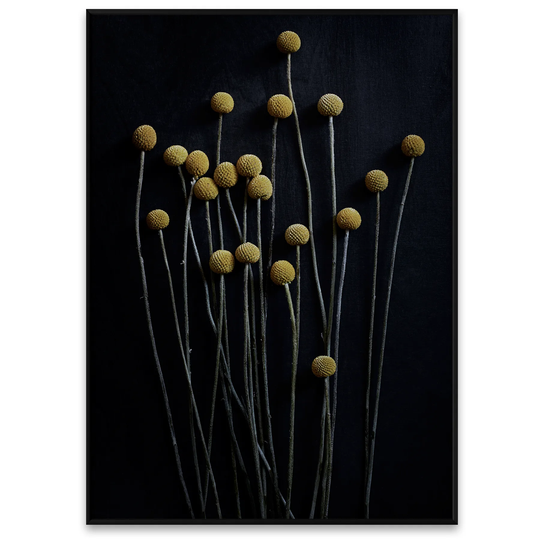 Sto Life 01 Yellow Drumsticks poster, 50x70 cm Paper Collective