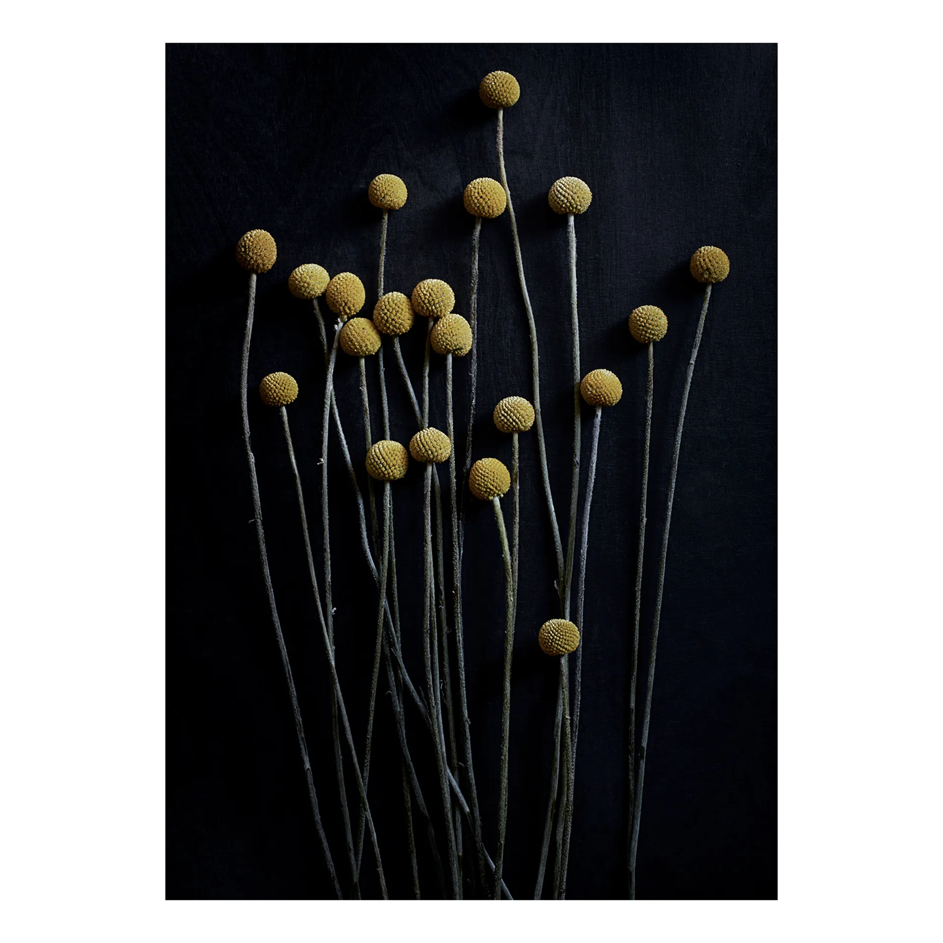 Sto Life 01 Yellow Drumsticks poster, 50x70 cm Paper Collective